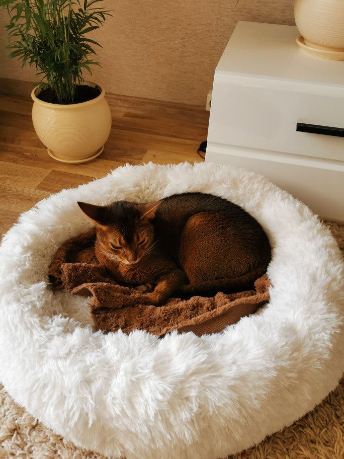 Plush-Coussin Peluche pour Chien