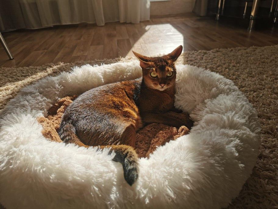 Plush-Coussin Peluche pour Chien