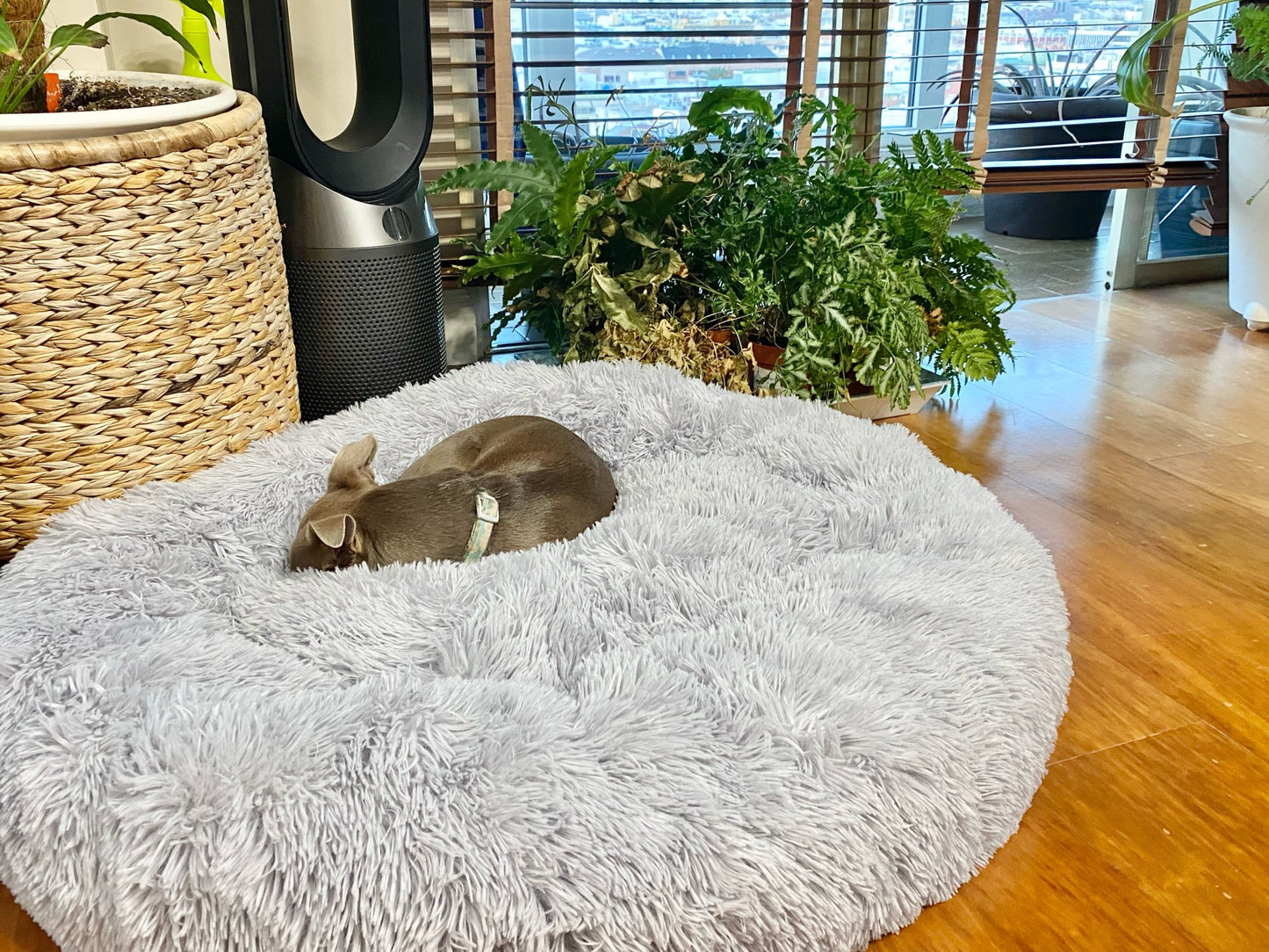 Plush-Coussin Peluche pour Chien