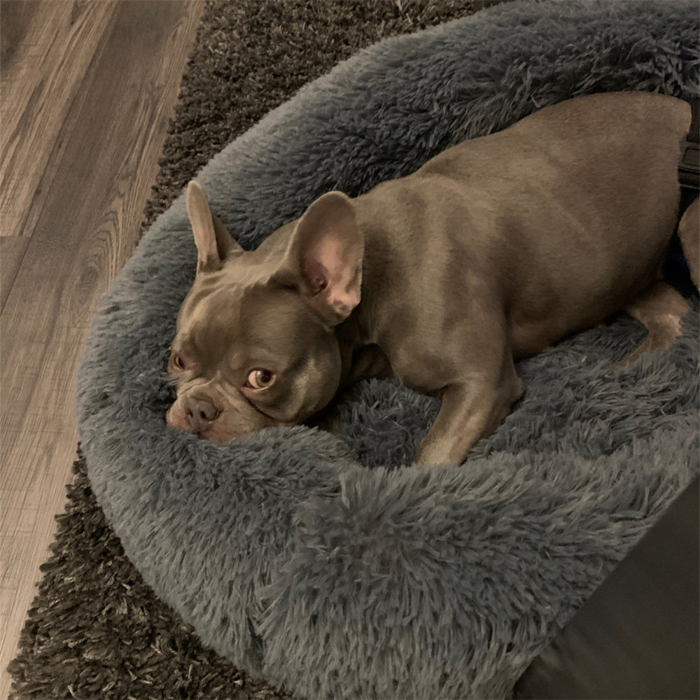 Plush-Coussin Peluche pour Chien