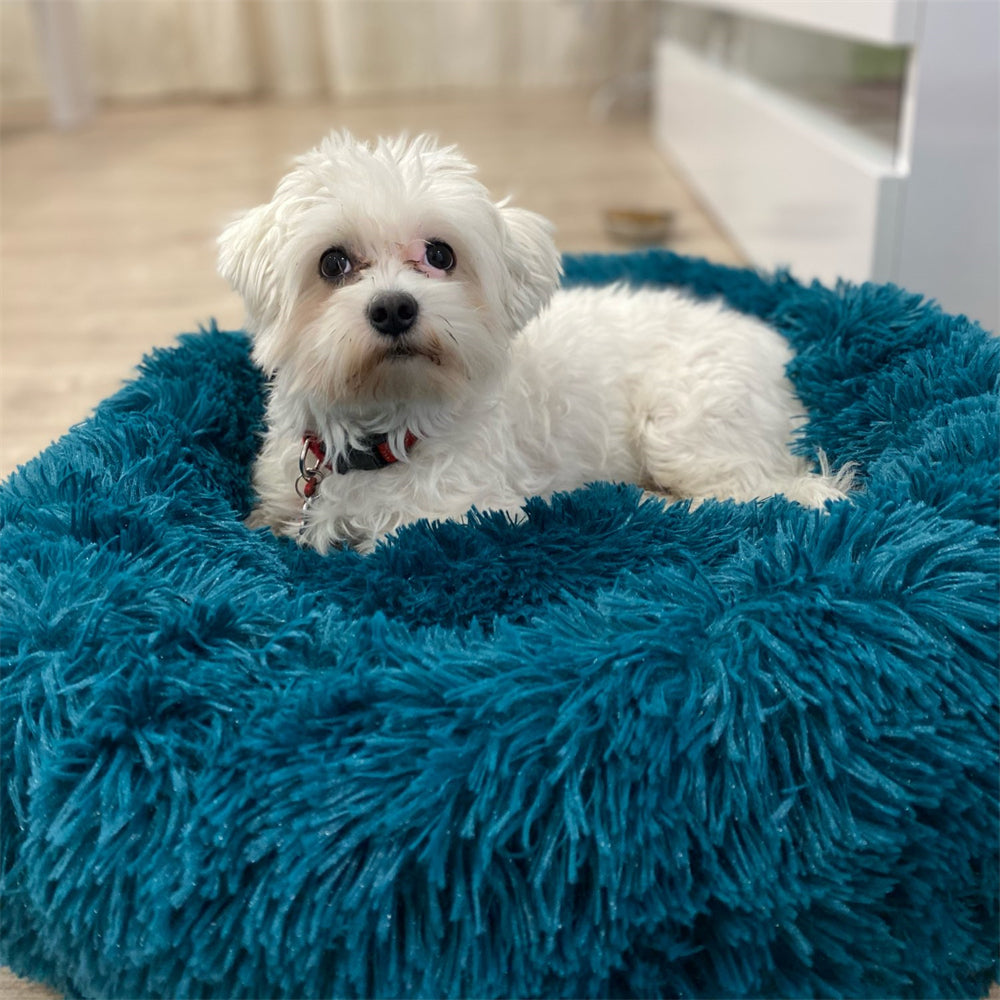 Plush-Coussin Peluche pour Chien