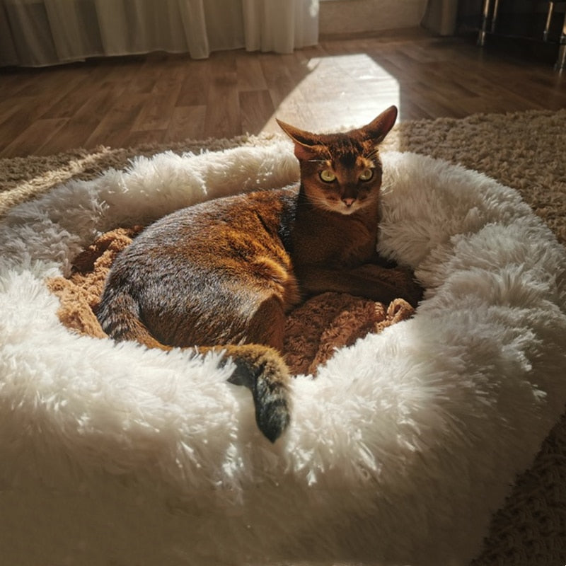 Plush-Coussin Peluche pour Chien
