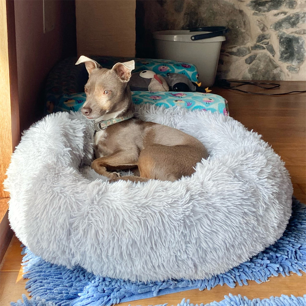 Plush-Coussin Peluche pour Chien