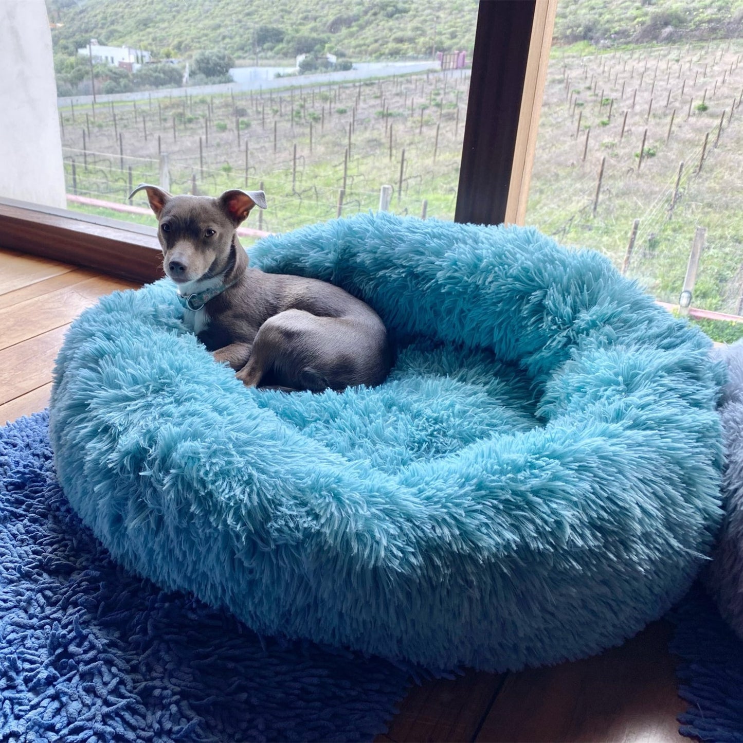 Plush-Coussin Peluche pour Chien