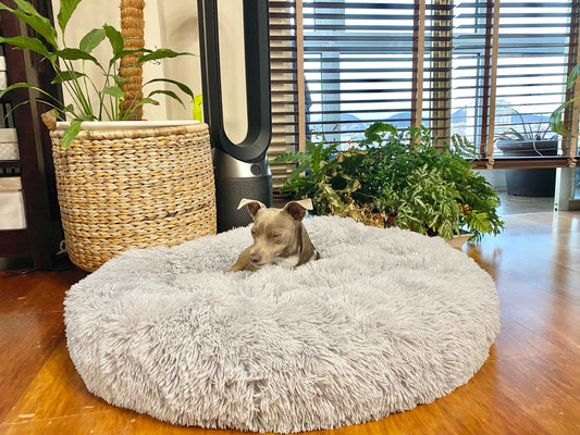 Plush-Coussin Peluche pour Chien
